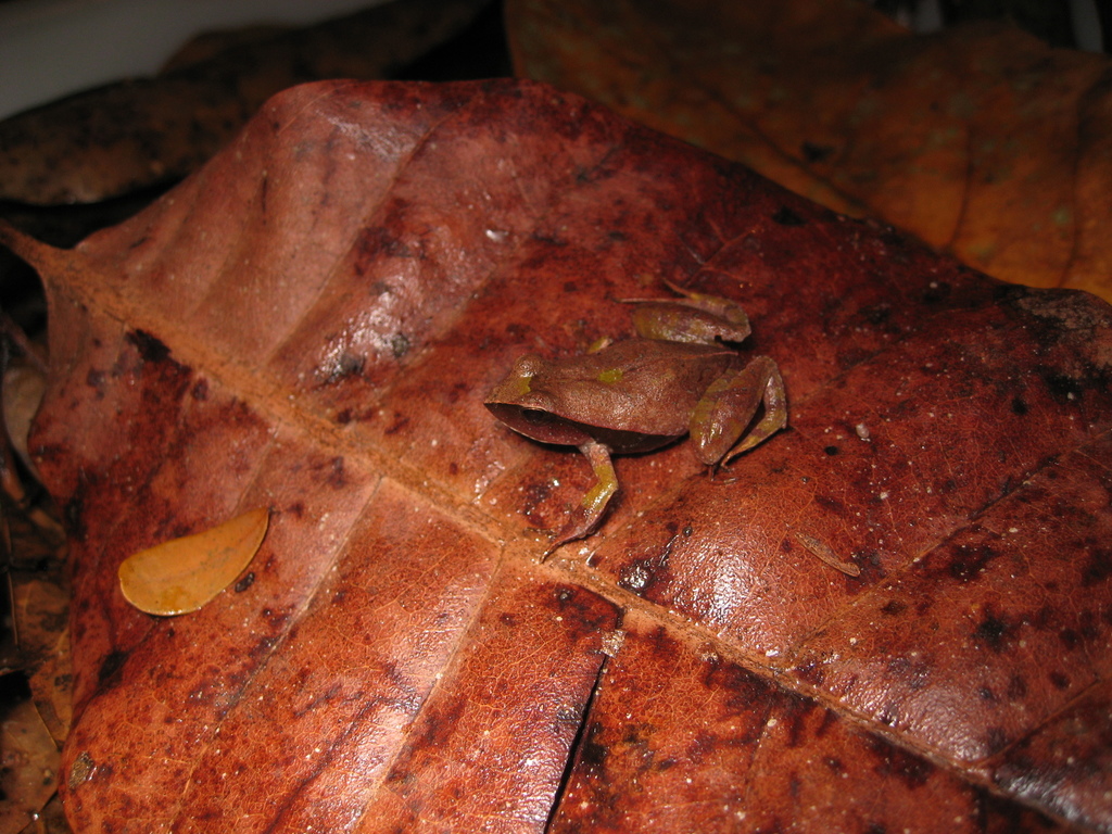 Linhares Dwarf Frog