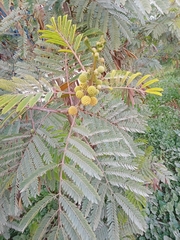 Mimosoideae