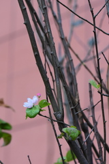 Malus micromalus