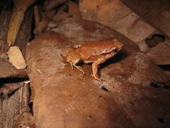 Physalaemus obtectus