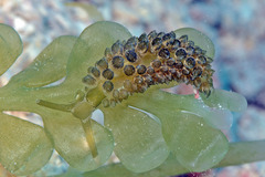 Sacoproteus smaragdinus