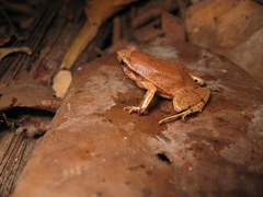 Physalaemus obtectus