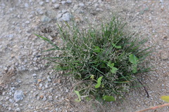 Eragrostis autumnalis