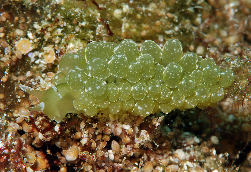 Sacoproteus nishae