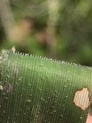 Dichanthelium dichotomum
