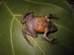 Physalaemus obtectus