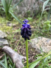 Muscari commutatum