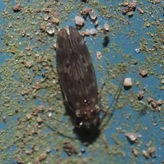 Peripsocus