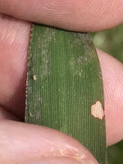Dichanthelium dichotomum