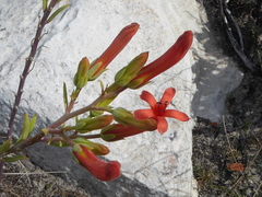 Tylecodon grandiflorus