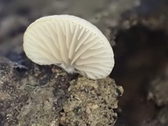 Crepidotus stipitatus
