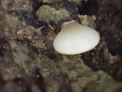 Crepidotus stipitatus