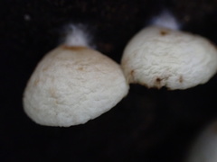 Crepidotus stipitatus