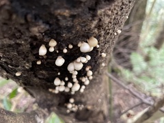 Crepidotus stipitatus