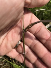 Dichanthelium dichotomum