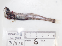 Polymetme thaeocoryla