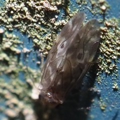 Peripsocus
