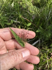 Dichanthelium dichotomum