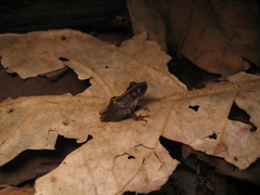 Scinax argyreornatus