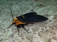 Elysius atrata