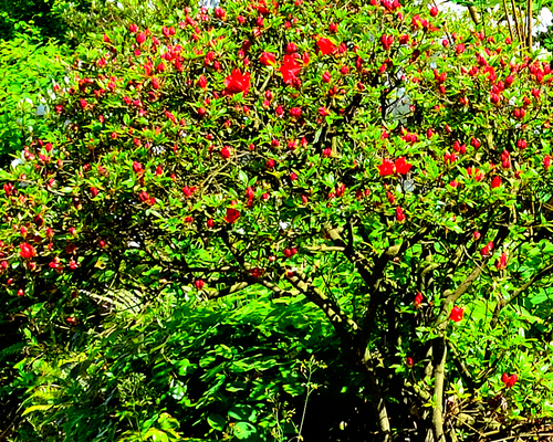 Japanska kamelija (Camellia japonica)
