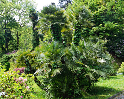 Mediteranska lepezasta palma (Chamaerops humilis)