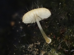 Mycena brunneisetosa