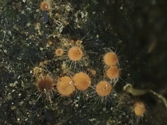Mycena brunneisetosa
