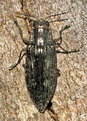 Texania campestris
