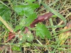 Phacelia malvifolia