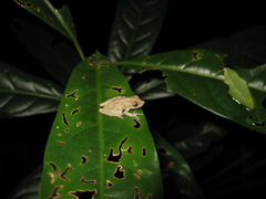 Scinax argyreornatus
