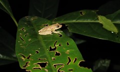 Scinax argyreornatus