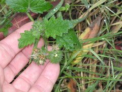 Phacelia malvifolia