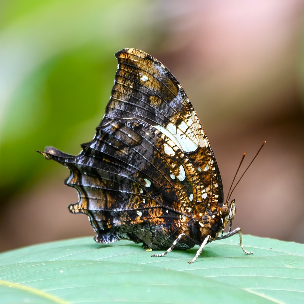 Silver-studded Leafwing