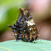 Silver-studded Leafwing - Photo (c) Mike Melton, some rights reserved (CC BY-NC), uploaded by Mike Melton