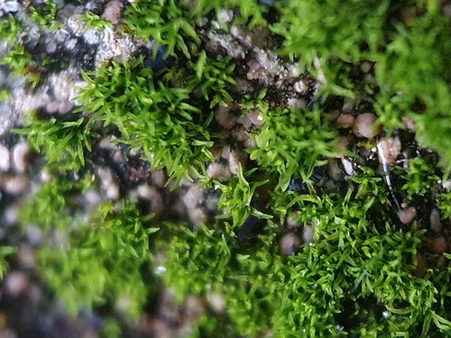 Image of Beric Beard-Moss (Leptobarbula berica) by no rights reserved
