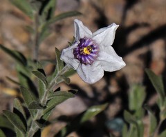 Nierembergia pulchella