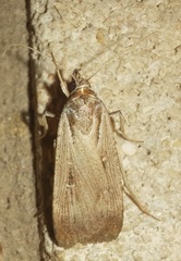 Tathorhynchus exsiccata
