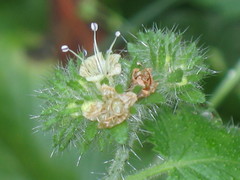 Phacelia malvifolia