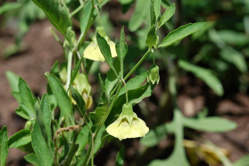 Physalis virginiana var. virginiana