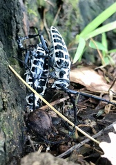 Plectrodera scalator