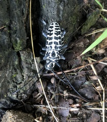 Plectrodera scalator