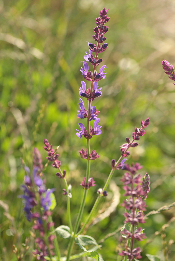 Salvia nemorosa, Alt-West, Leipzig, Deutschland