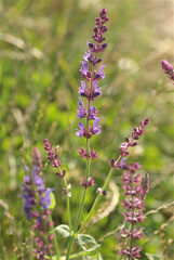 Salvia nemorosa — photo 2