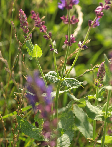 Salvia nemorosa