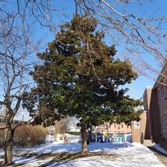 Magnolia grandiflora