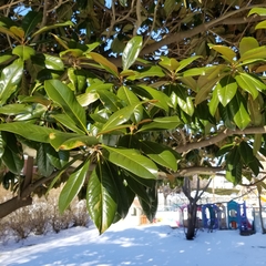Magnolia grandiflora