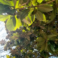Magnolia grandiflora