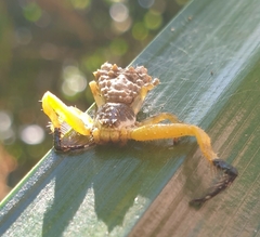 Phrynarachne ceylonica