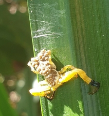 Phrynarachne ceylonica